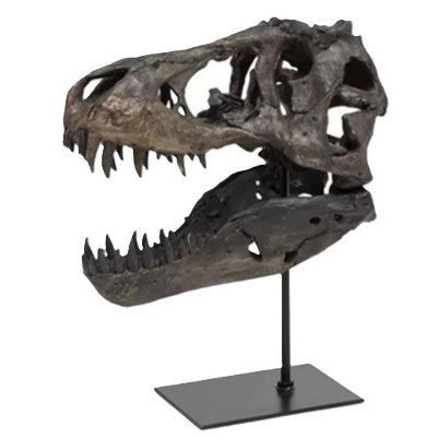 Black T-Rex Head Sculpture On Base 10"W x 12.5"H