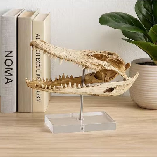 Crocodile Head On Base Sculpture 13"W x 11"H