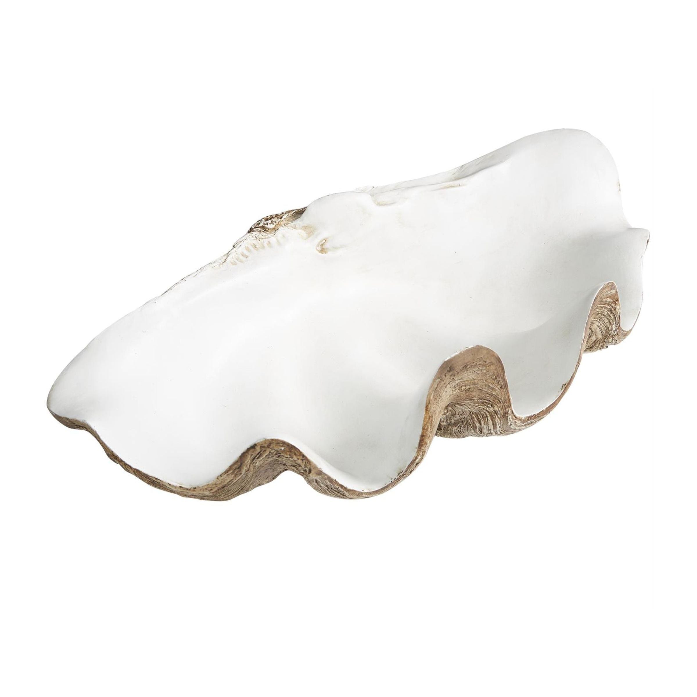 White and Brown Shell Bowl 20"W x 8"H