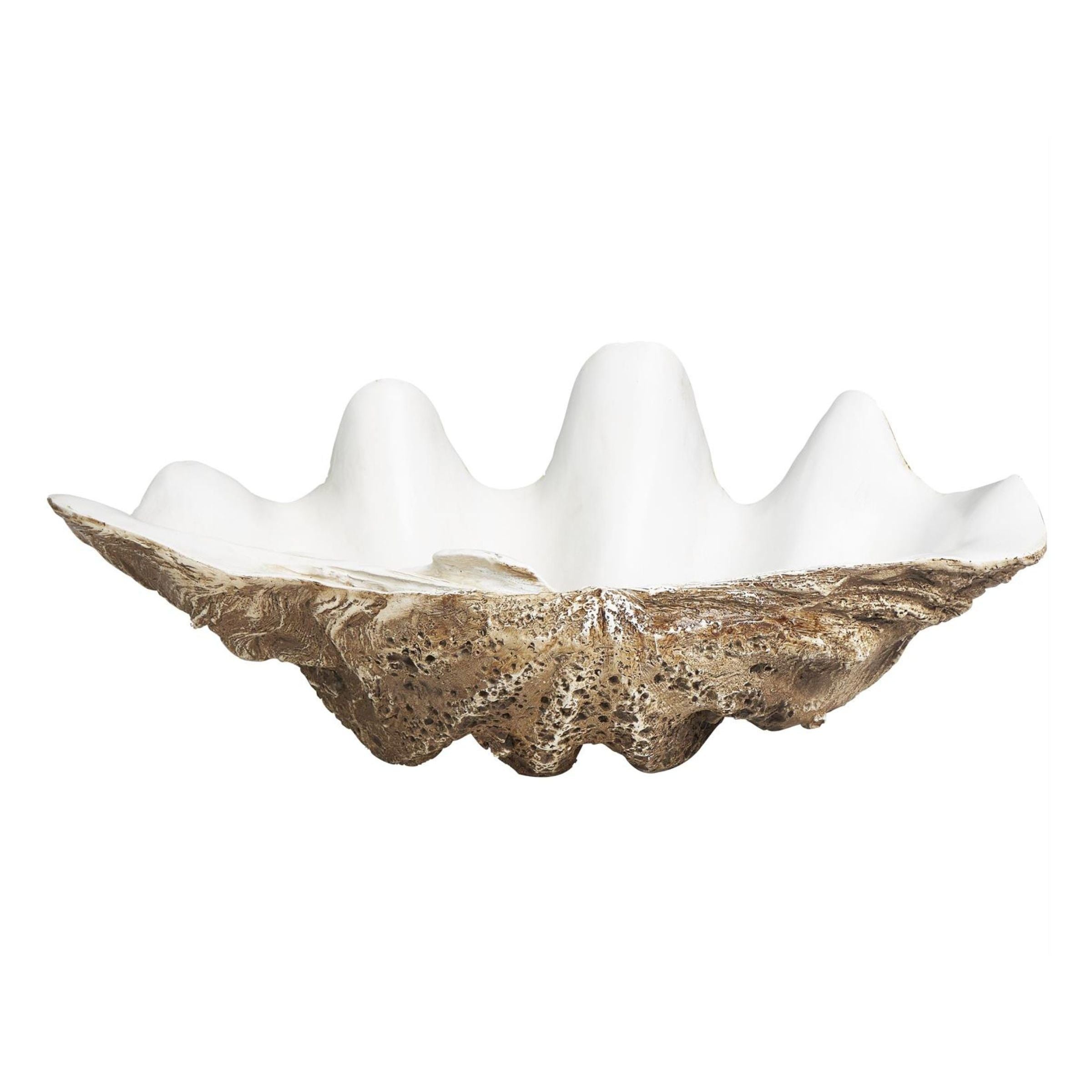 White and Brown Shell Bowl 20"W x 8"H