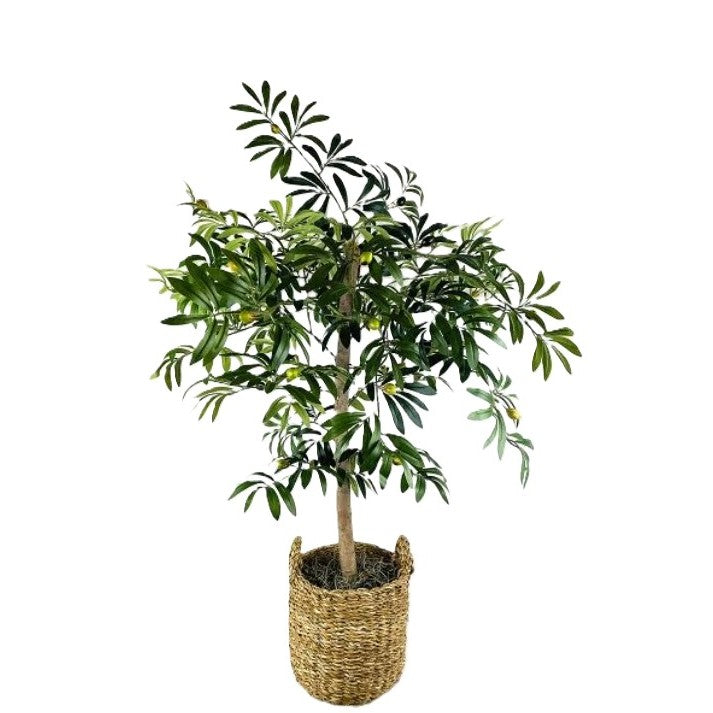 Olive Tree In Basket 4'H