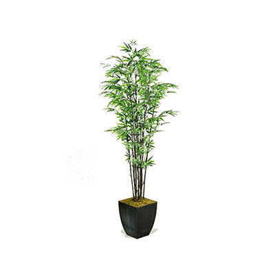 Black Bamboo Tree 6'H