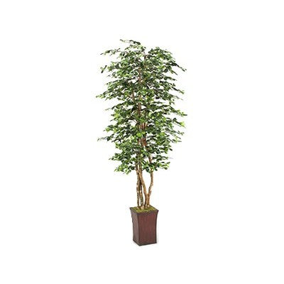 Black Olive Tree 8'H