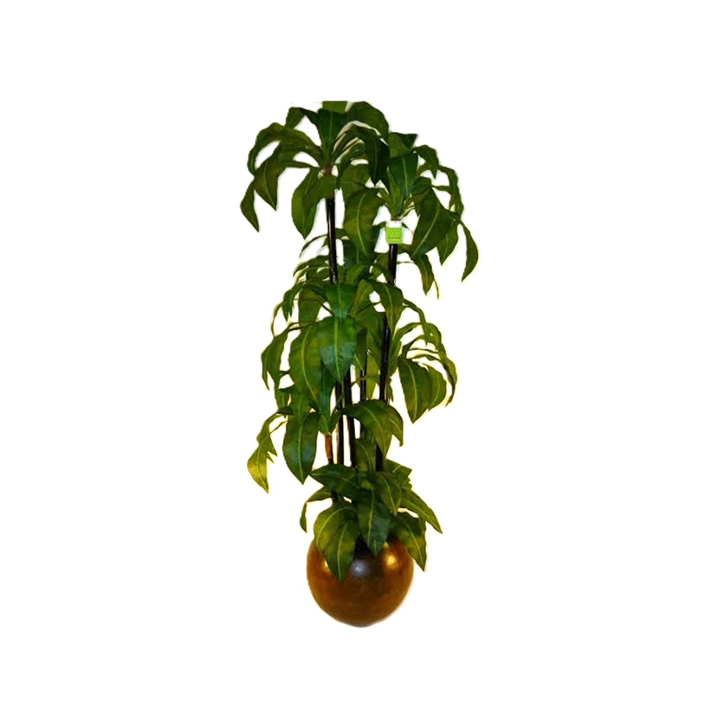 Birdsnest Tree in Pot 7'H