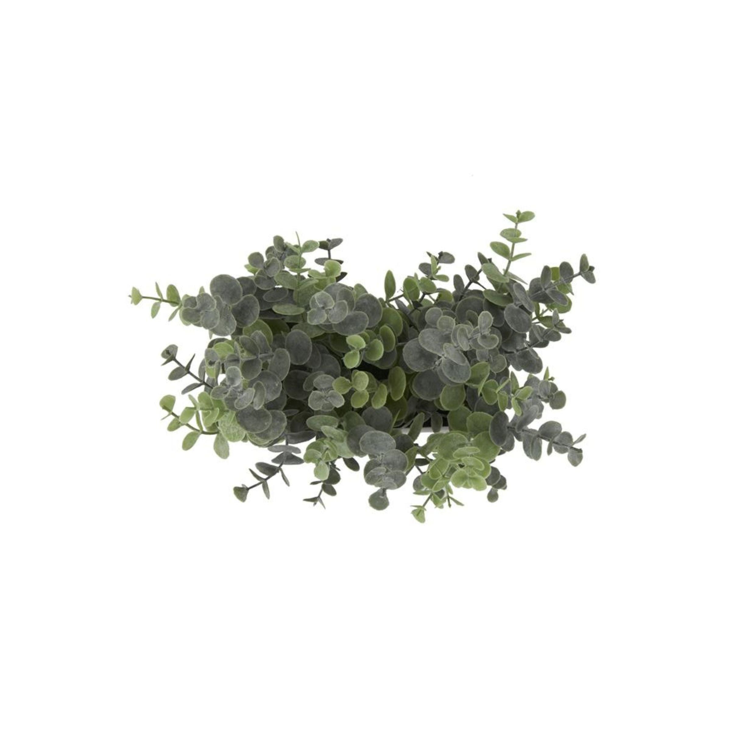 Faux Eucalyptus In Black Box 12"W x 9"H