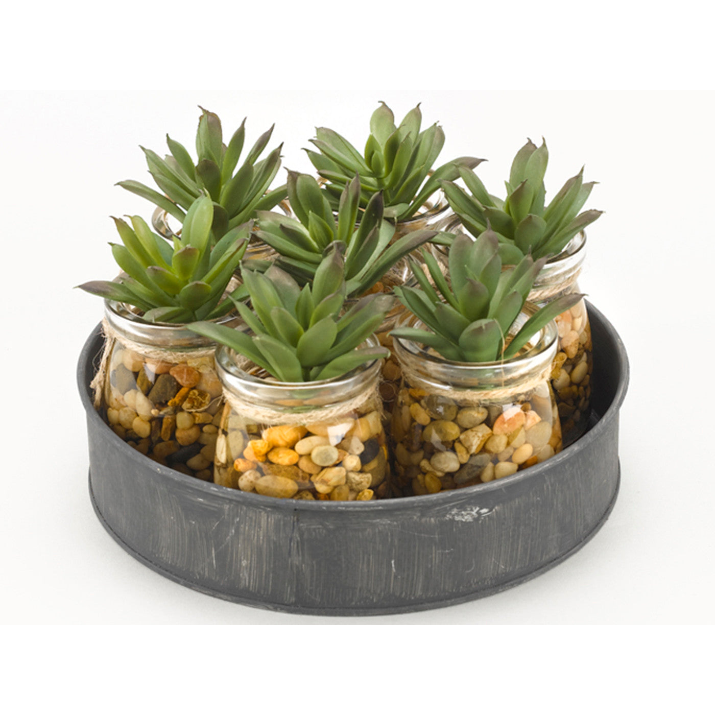 Mini Aloe Plants in Glass Jars on Metal Tray 8"W x 4.5"H