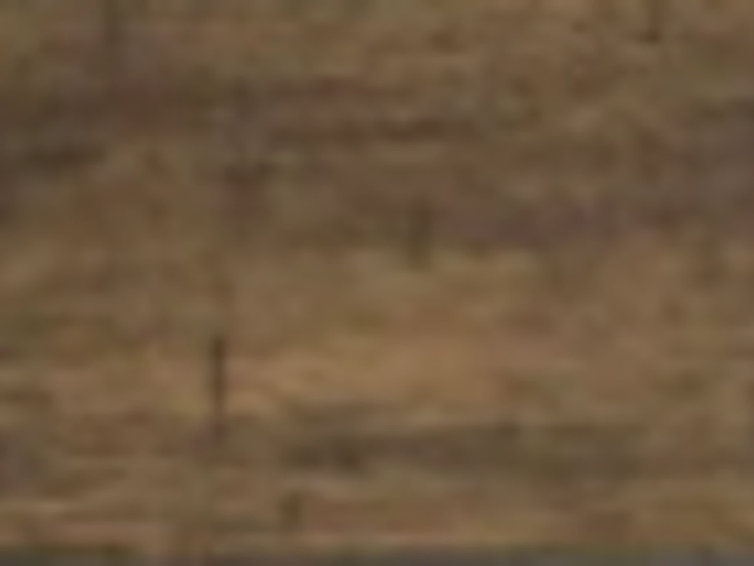 Close-up of a wood texture with a medium brown finish.